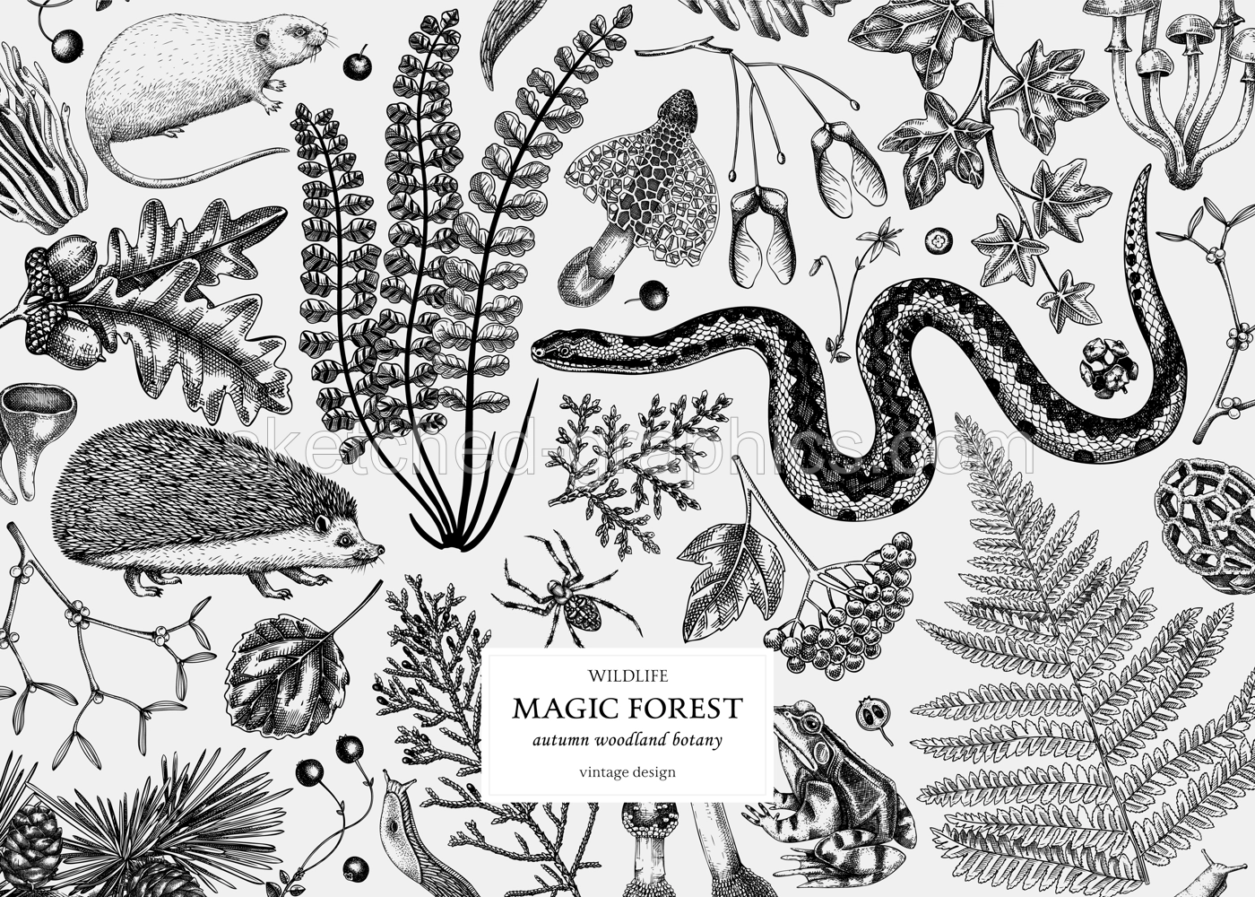 Vintage banner with woodland animals, ferns, mushrooms, fall leaves and autumn plant sketch. Botanical design template in engraved style. Hand drawn autumn forest background. Vector illustration Illustration